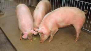 Jak a jak krmit selata rychle přibít